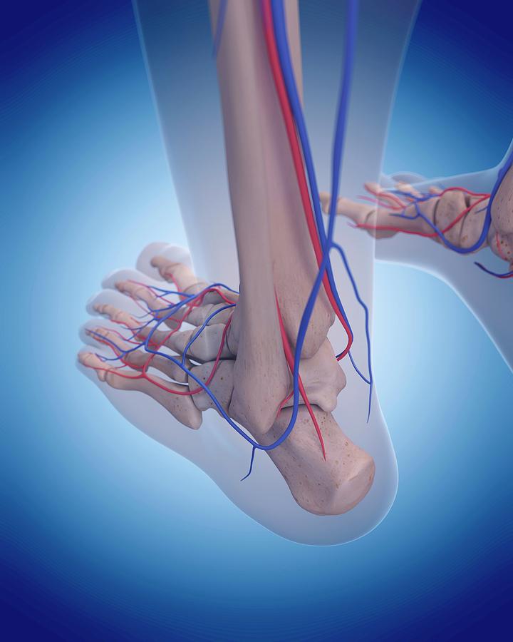 Vascular System Of Foot Photograph by Sebastian Kaulitzki/science Photo ...