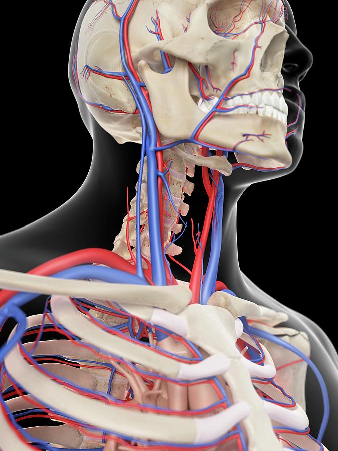 Vascular System Of Head #6 Photograph by Sebastian Kaulitzki/science Photo Library