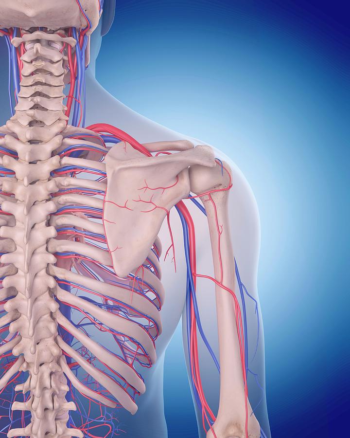 Vascular System Of Shoulder #6 Photograph by Sebastian Kaulitzki/science Photo Library
