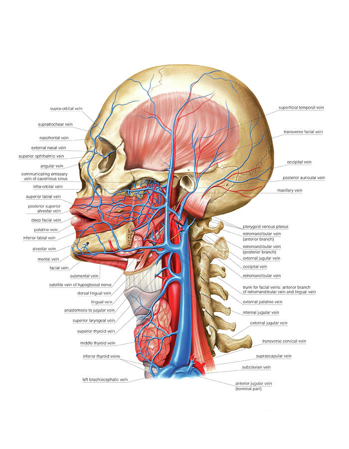 Venous System Of The Head And Neck #6 Photograph by Asklepios Medical Atlas