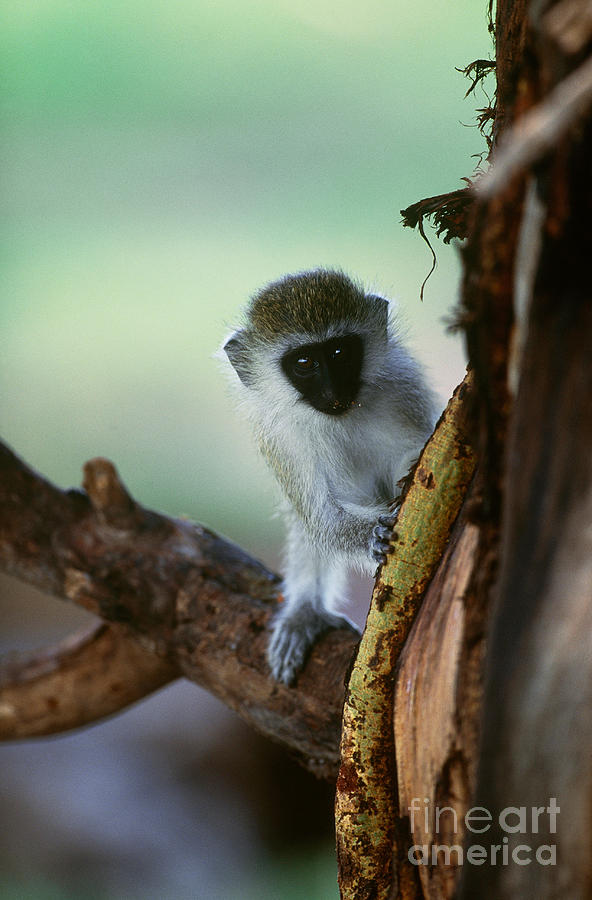 Vervet Monkey #6 Photograph by Art Wolfe