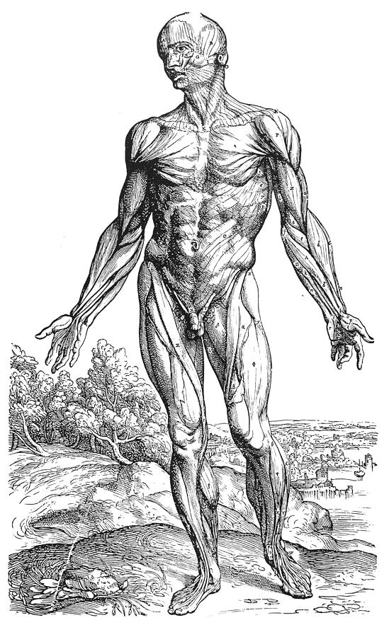 Vesalius: Muscles, 1543 #6 Photograph by Granger