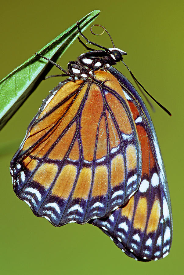 Butterfly Photograph - Viceroy Butterfly #7 by Millard H Sharp