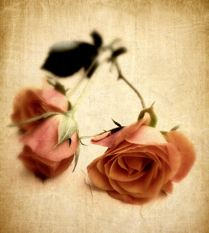 Flower Photograph - Vintage Rose #6 by Jessica Jenney
