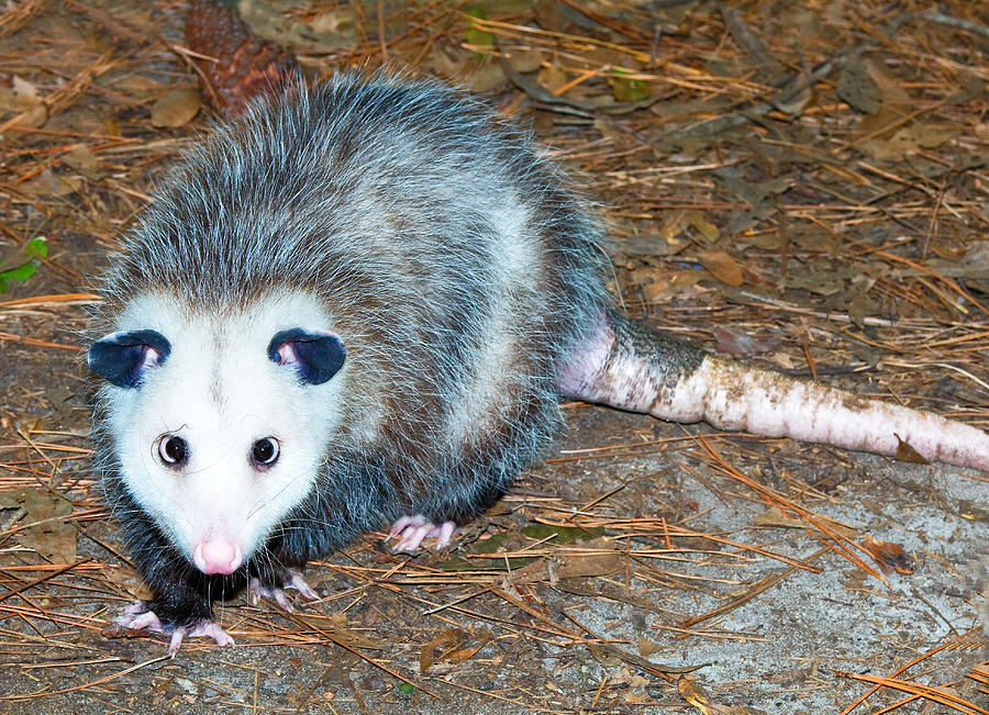 Virginia Opossum #6 Photograph by Millard H. Sharp