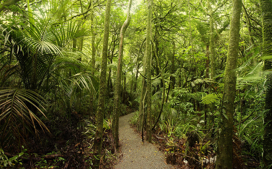 Jungle Photograph - Walking trail #6 by Les Cunliffe