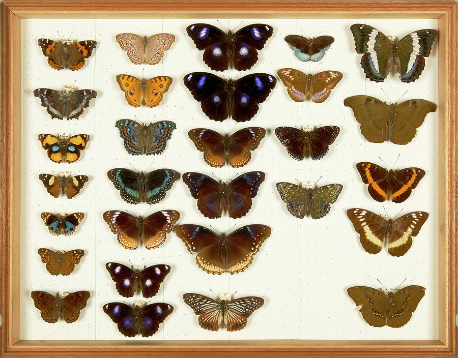 Wallace Collection Butterfly Specimens #6 Photograph by Natural History Museum, London/science Photo Library