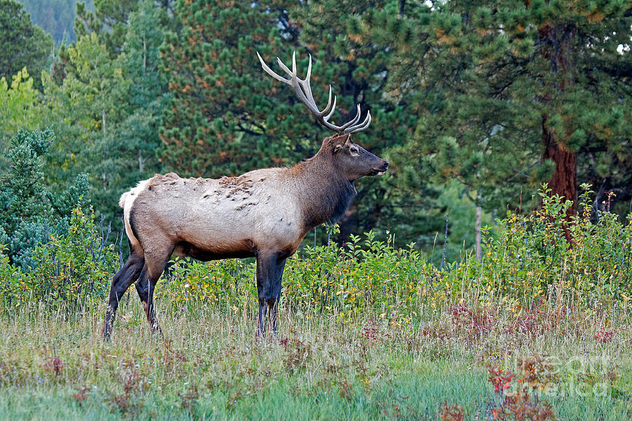 Wapiti Elk in Rocky Mountain National Park #6 Photograph by Fred Stearns