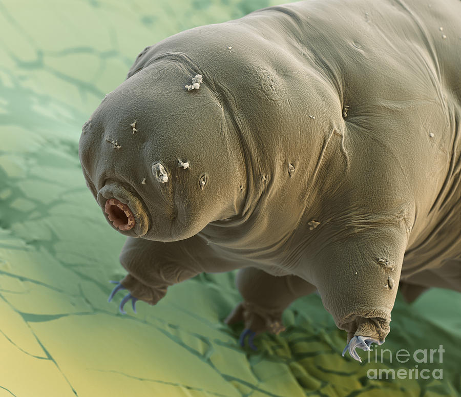 Animal Photograph - Water Bear #6 by Eye of Science and Science Source