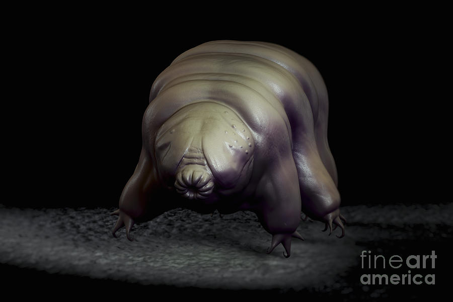 Water Bear Tardigrades #6 Photograph by Science Picture Co