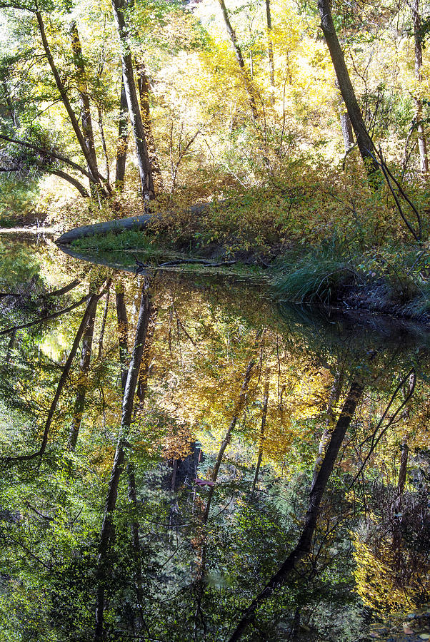 Tree Photograph - West Fork Oak Creek #2 by Tam Ryan