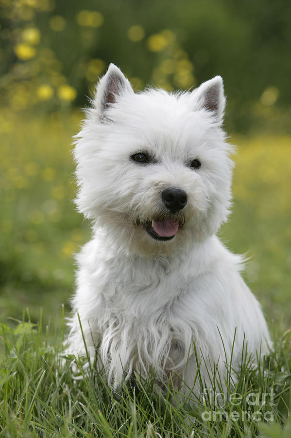 West Highland White Terrier #6 Photograph by Rolf Kopfle