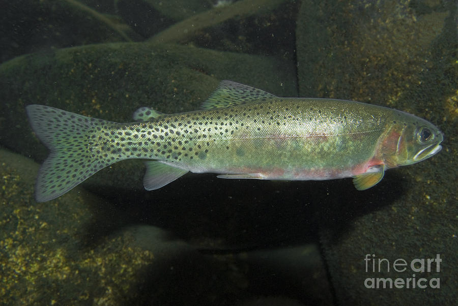Westslope Cutthroat Trout #6 Photograph by William H. Mullins
