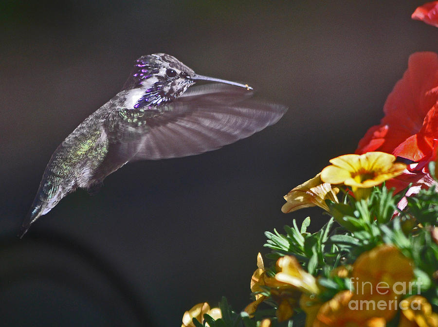 Flower Photograph - White Eared Costas Enjoying The New Spring Flowers   #6 by Jay Milo