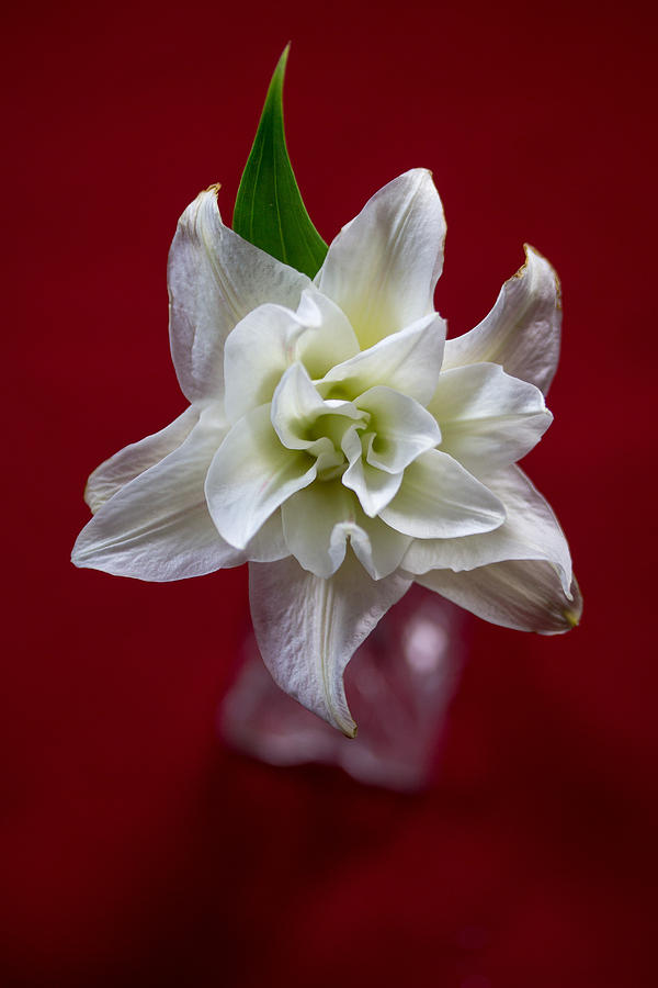 White Lilly #6 Photograph by Susan Jensen