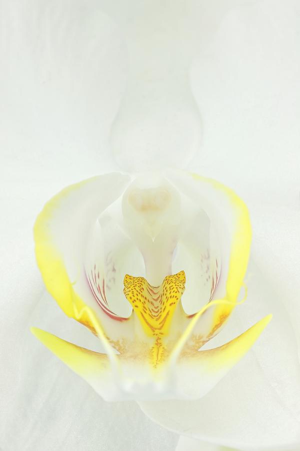 Orchid Photograph - White Orchid-3 by Rudy Umans