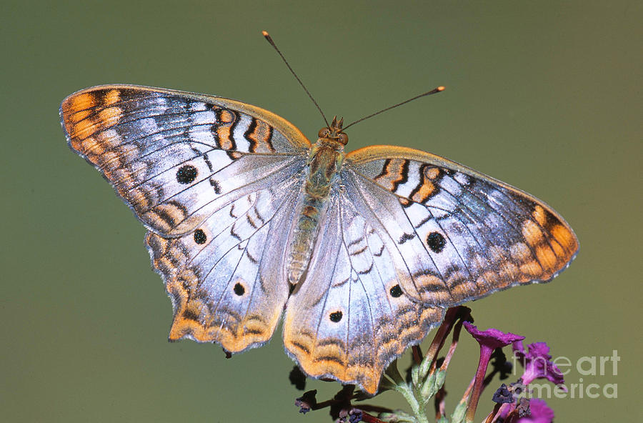 Butterfly Photograph - White Peacock Butterfly #6 by Millard H. Sharp
