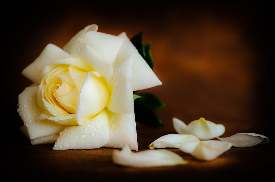 Rose Photograph - White Rose #6 by Mark Llewellyn
