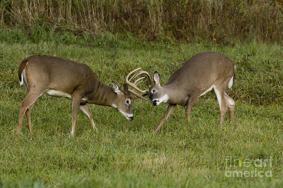 White-tailed Bucks In Fall #6 Photograph by Linda Freshwaters Arndt