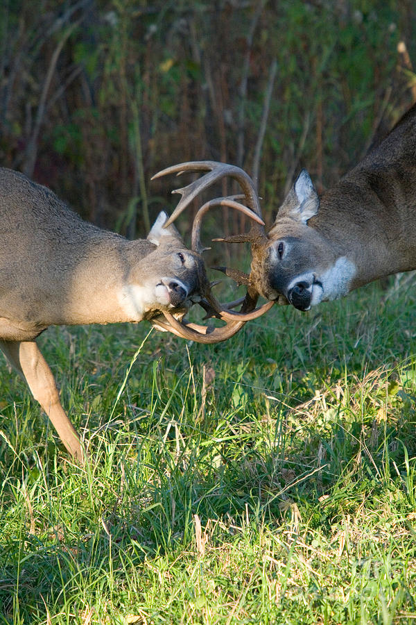 Deer Photograph - White-tailed Bucks #6 by Linda Freshwaters Arndt
