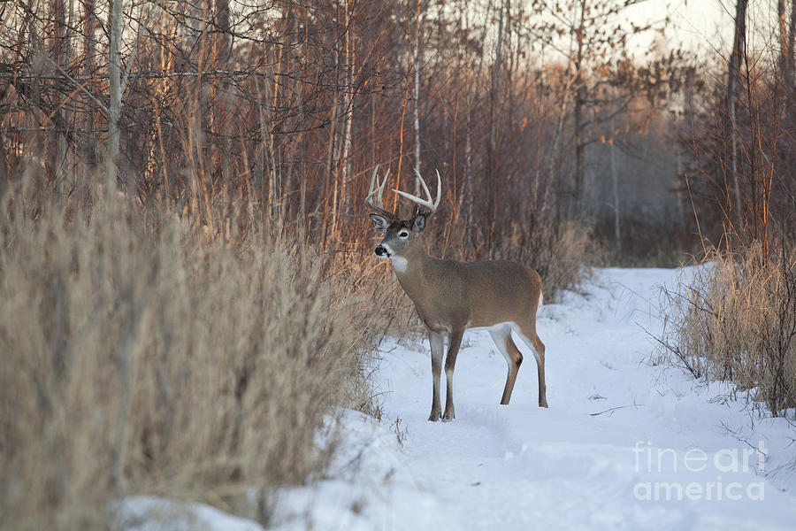 White-tailed Deer In Winter Photograph by Linda Freshwaters Arndt