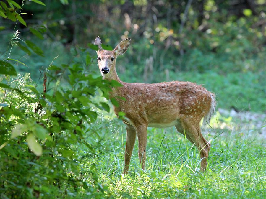White-tailed Deer #6 Photograph by Jack R Brock