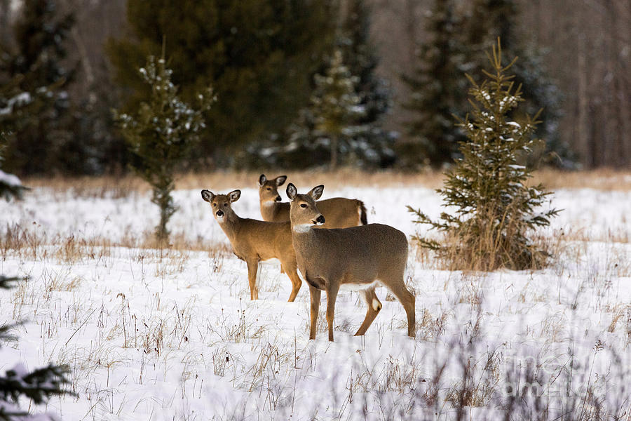 Deer Photograph - White-tailed Deer Odocoileus Virginianus #6 by Linda Freshwaters Arndt