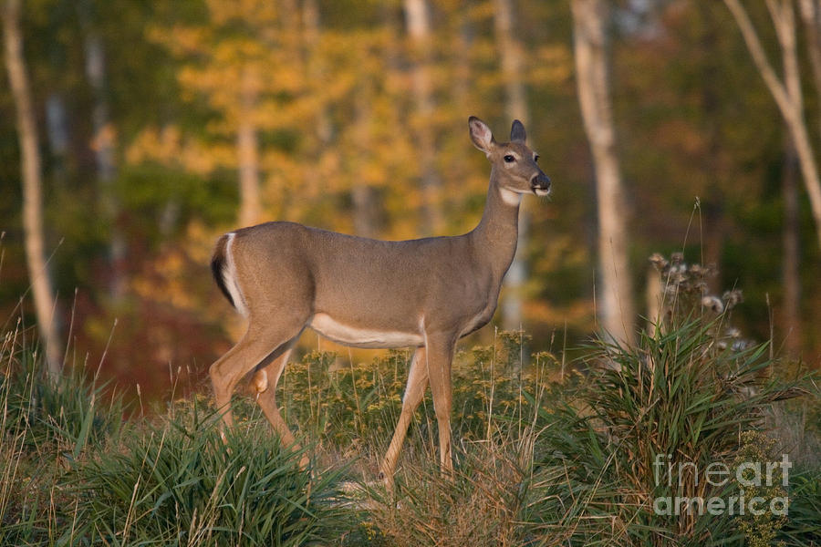 White-tailed Doe #6 Photograph by Linda Freshwaters Arndt