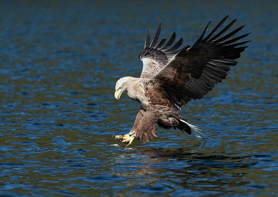 White-tailed Eagle Hunting #6 Photograph by Dr P. Marazzi/science Photo Library