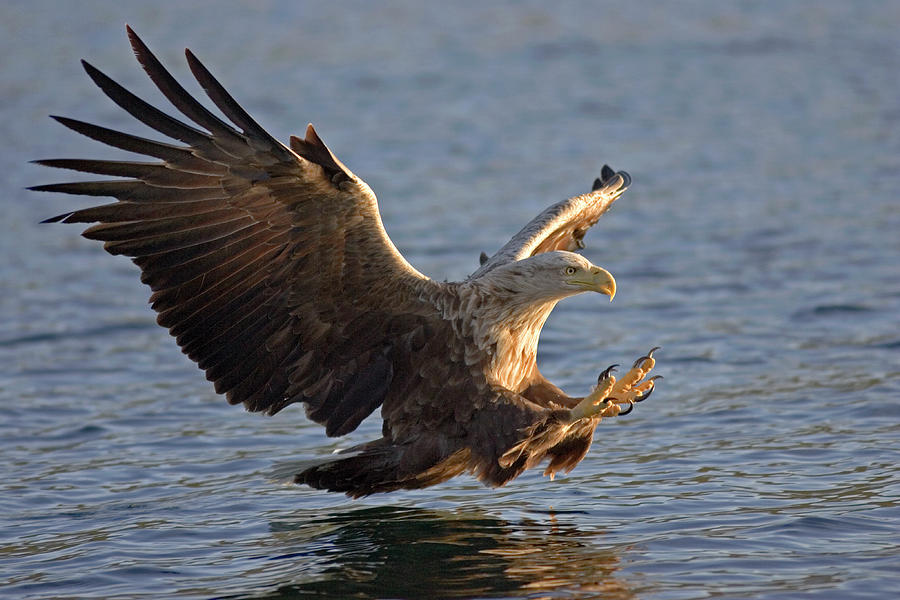 White-tailed Sea Eagle In Norway Photograph by Fritz Polking - Vwpics ...