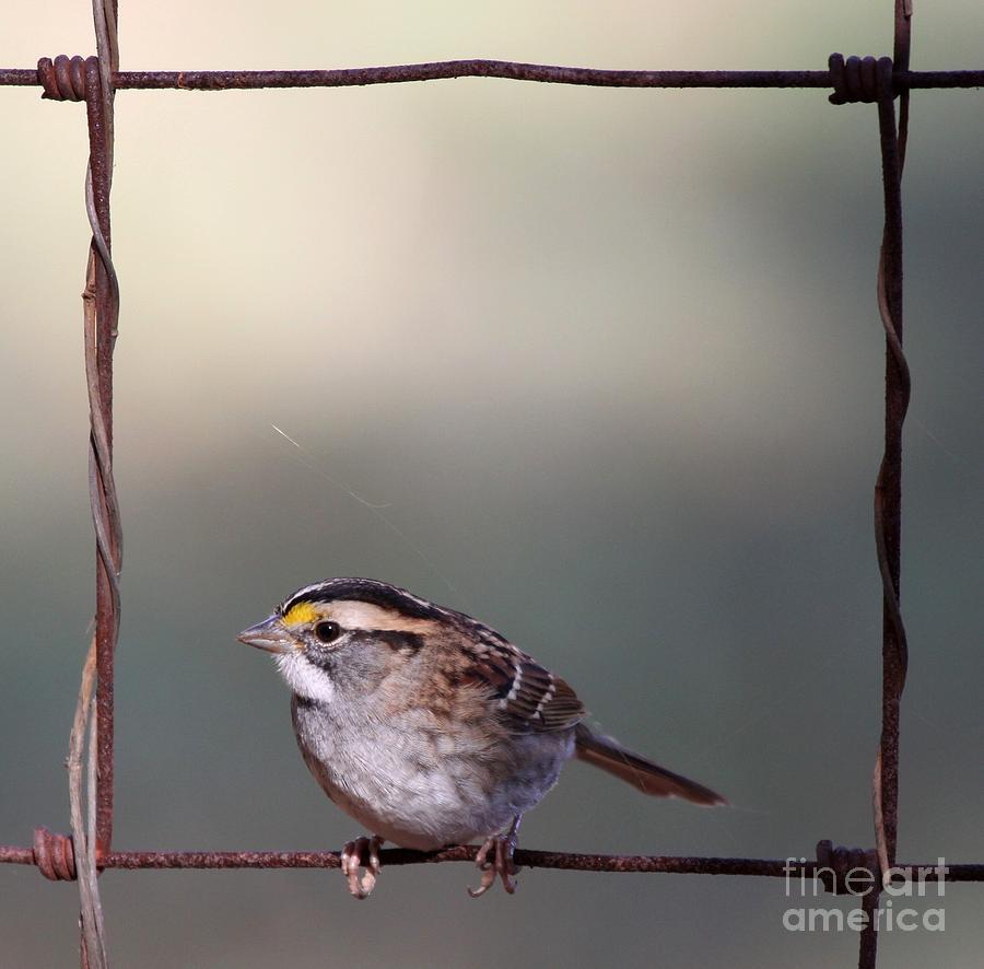 White-throated Sparrow #6 Photograph by Jack R Brock