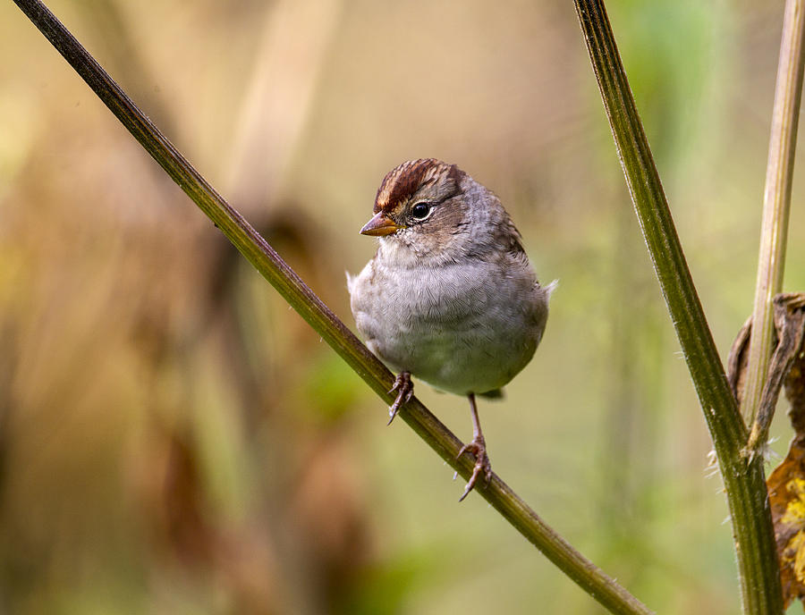 Nature Photograph - Whitecrowned Sparrow #6 by Doug Lloyd