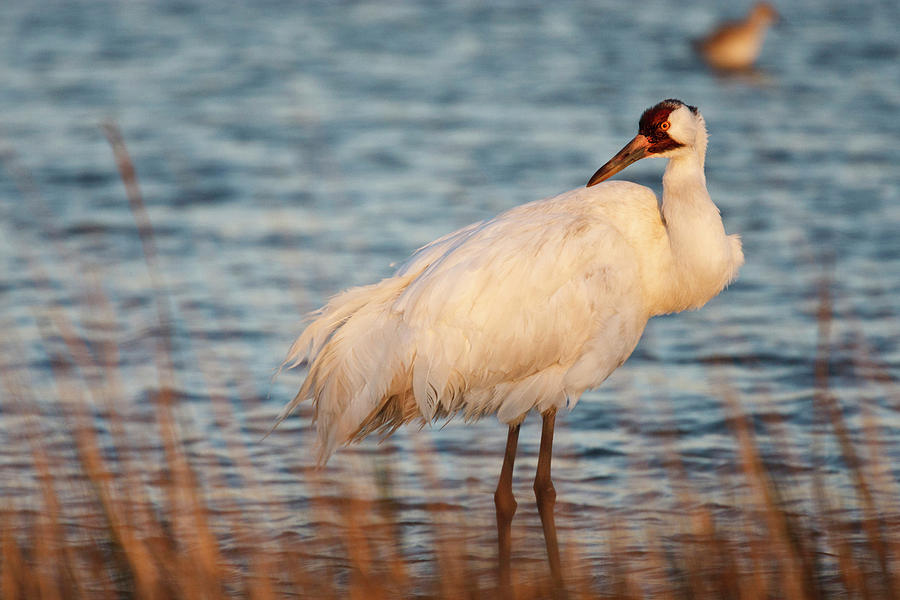 Whooping Crane (grus Americana Photograph by Larry Ditto - Fine Art America