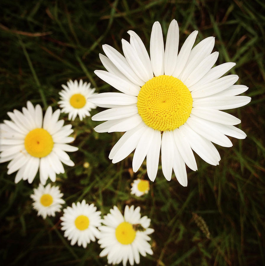 Daisy Photograph - Wild daisies #6 by Les Cunliffe