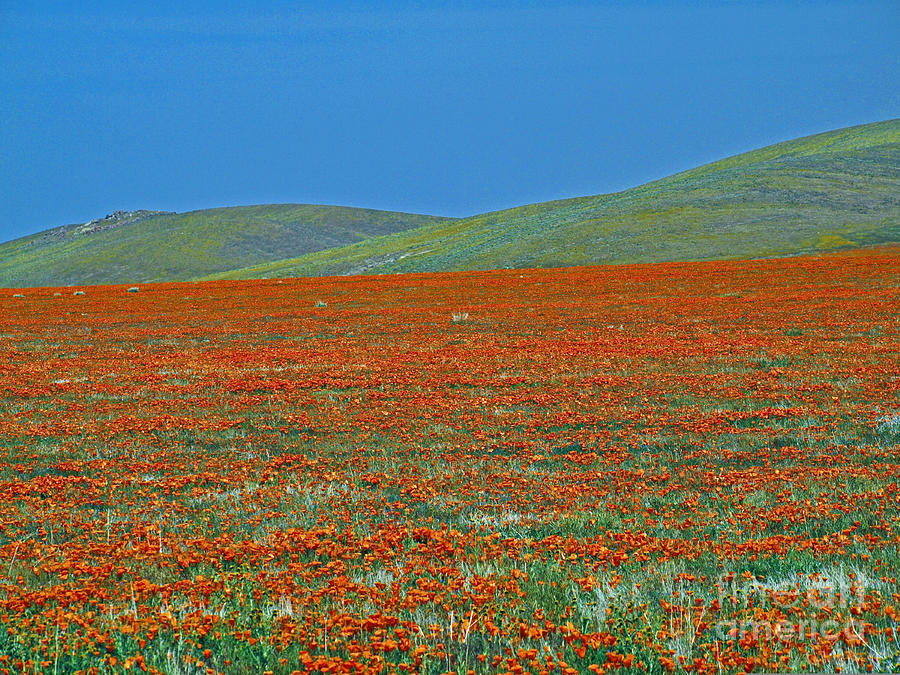 Wildflowers Photograph by Howard Stapleton - Fine Art America