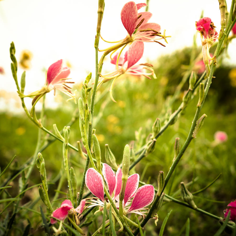 Red Pink Wildflowers Photograph by Melinda Ledsome