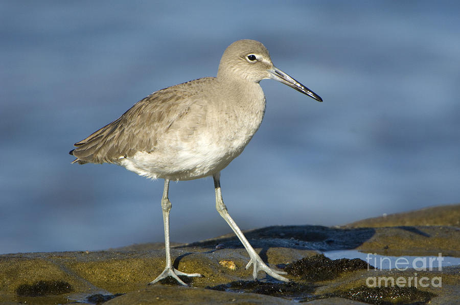Nature Photograph - Willet #6 by John Shaw