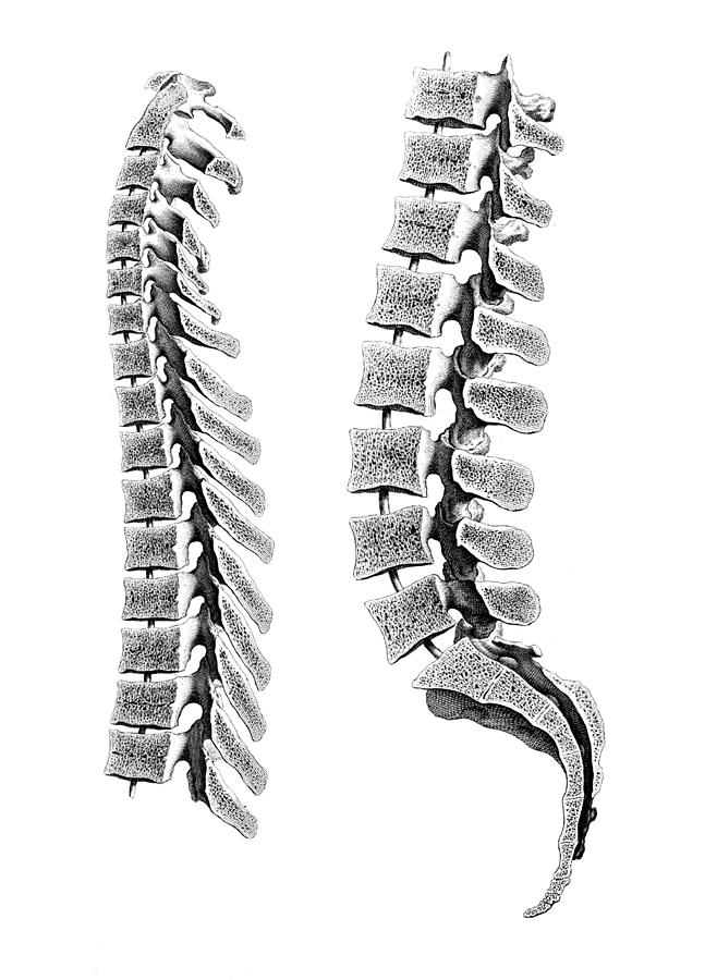 William Cheselden, Osteographia, 1733 Photograph by Science Source ...