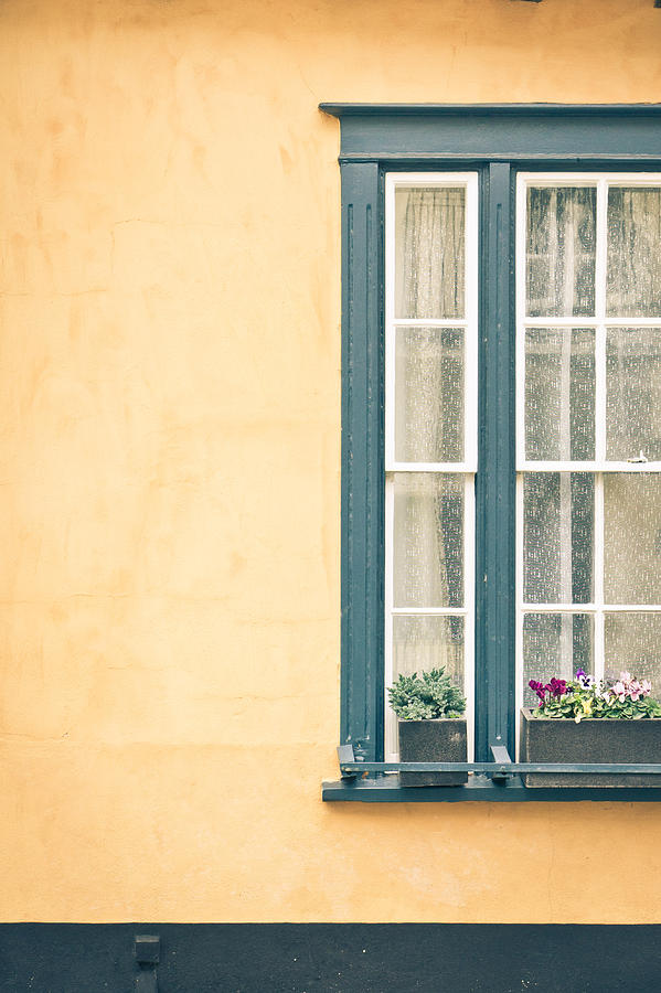Flower Photograph - Window  #6 by Tom Gowanlock