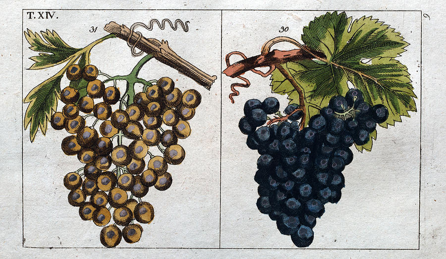 Wine Drawing - Wine Grapes, Vine, Agriculture, Fruit, Food And Drink #6 by English School