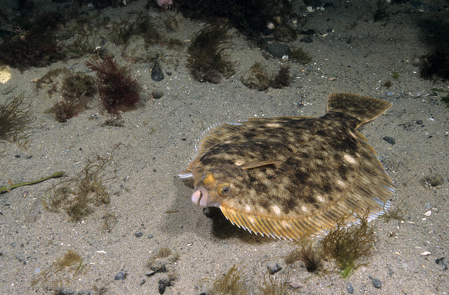 Winter Flounder #6 Photograph by Andrew J. Martinez