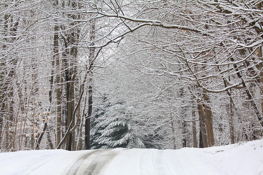 Winter in Mill Creek Park Photograph by Annie DeMilo - Fine Art America