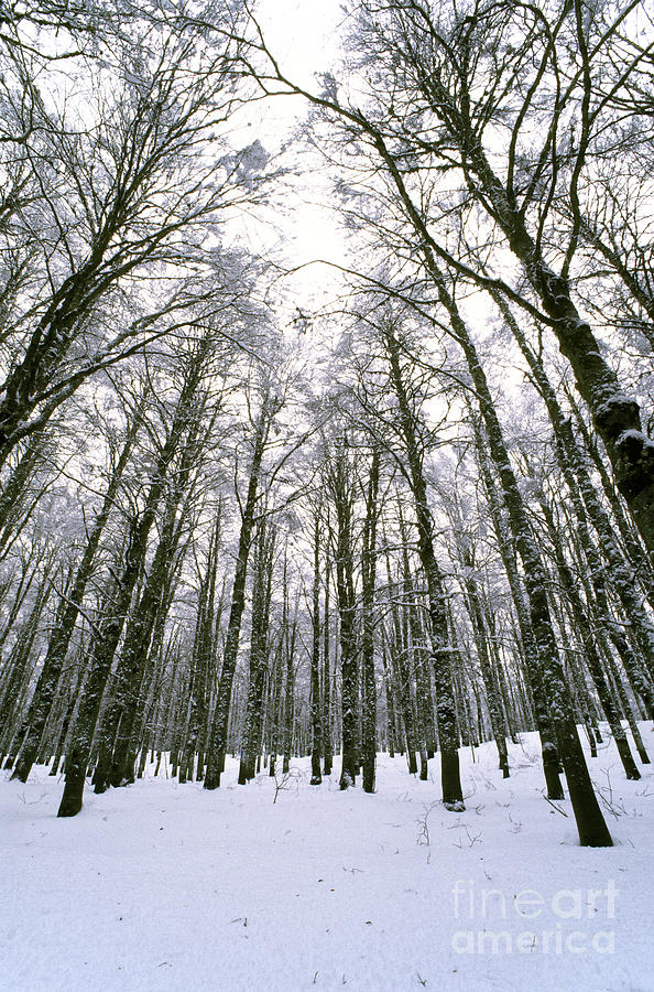 Wintertime in Abruzzo National Park #6 Photograph by George Atsametakis