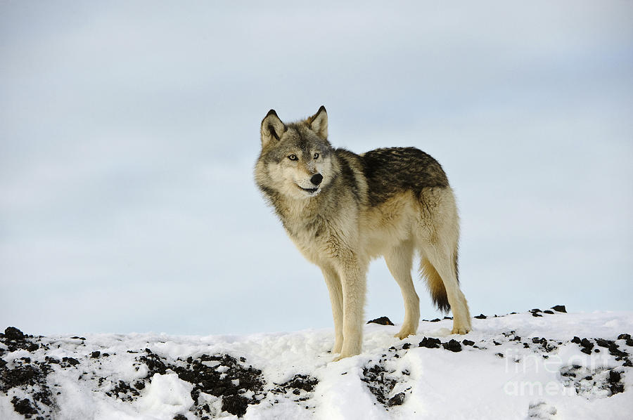 Wolf In Winter #6 Photograph by John Shaw