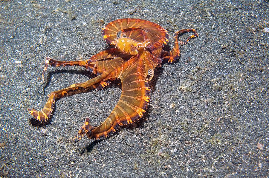 Wonderpus Octopus #6 Photograph by Georgette Douwma