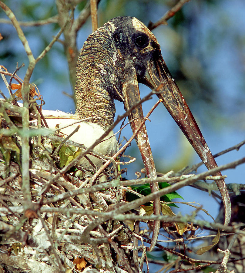 Wood Stork #6 Photograph by Millard H. Sharp
