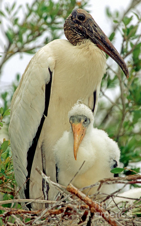 Wood Storks #6 Photograph by Millard H. Sharp