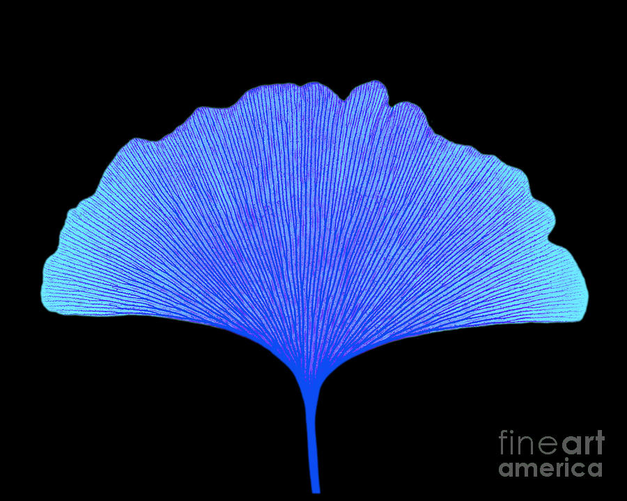 X-ray Of Ginkgo Leaf #6 Photograph by Bert Myers