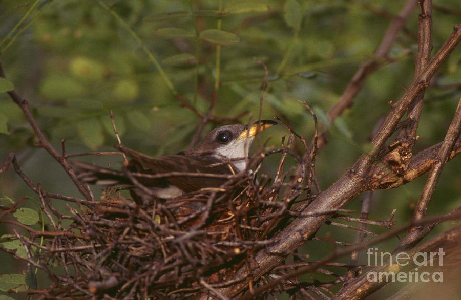 Yellow-billed Cuckoo #6 Photograph by Jack R Brock