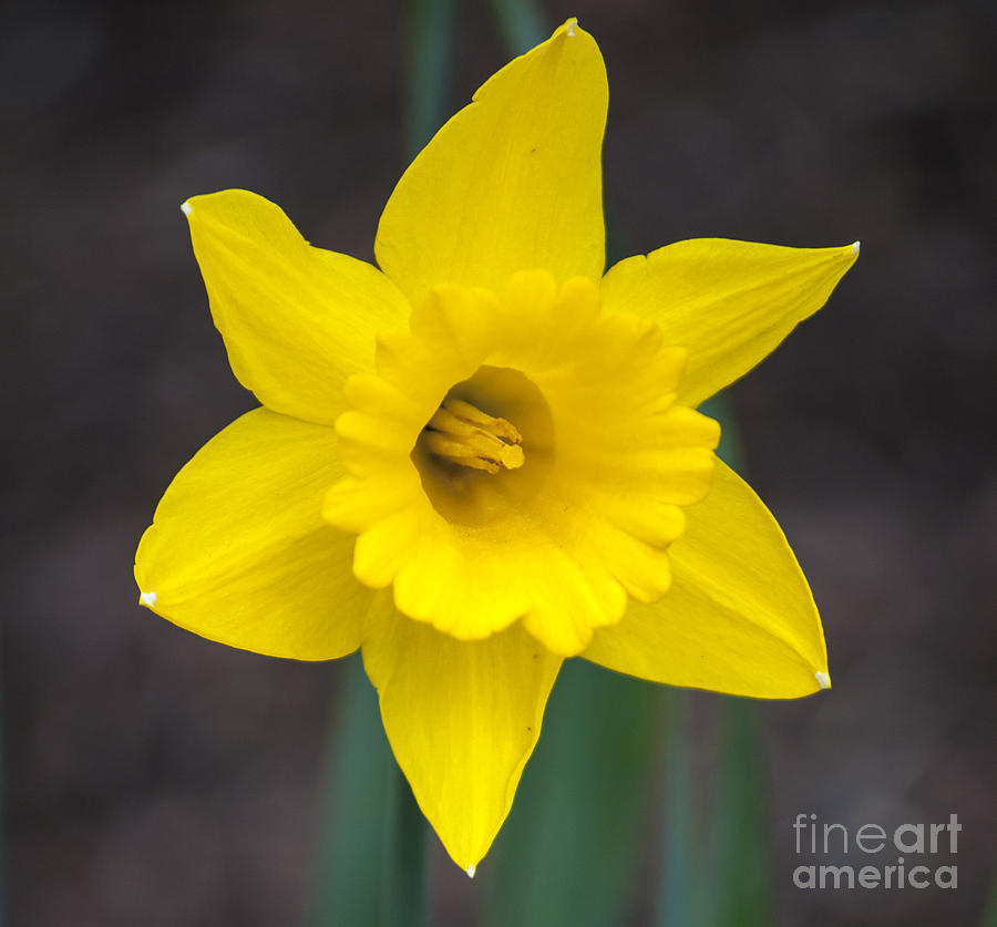 Spring Photograph - Yellow Daffodil #6 by M J